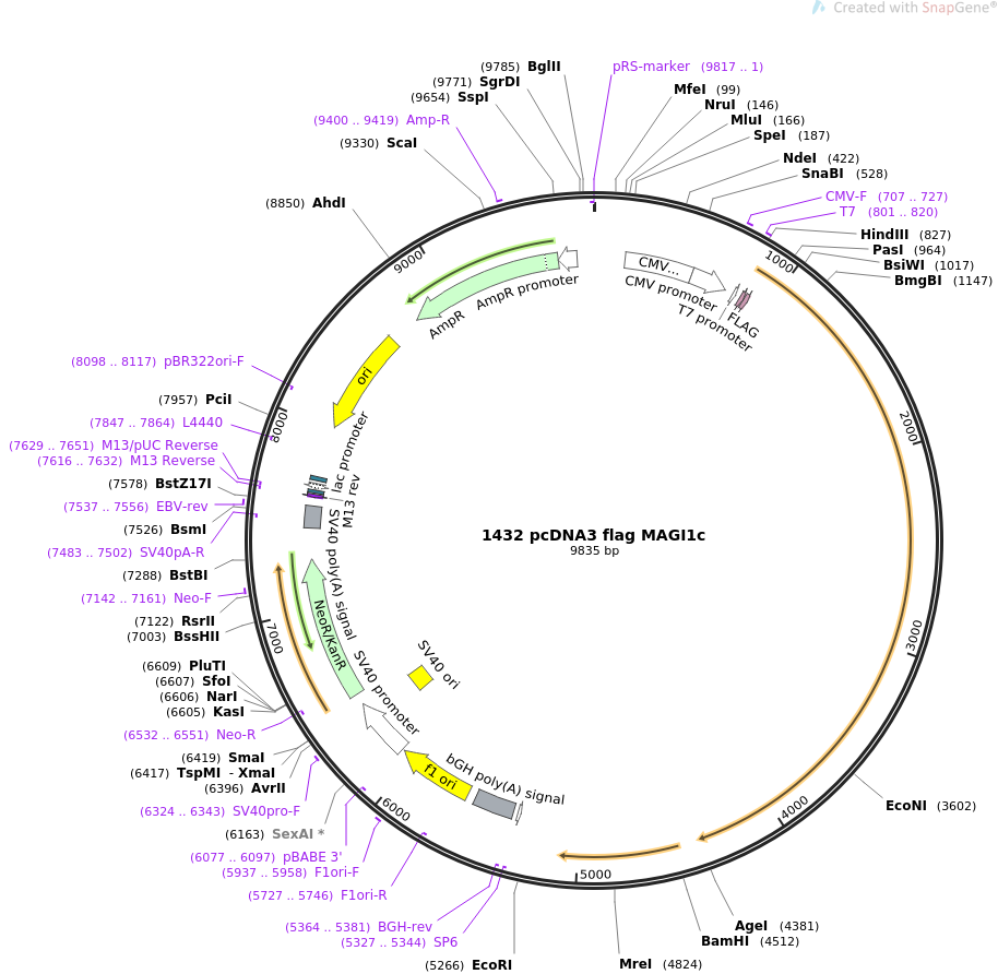 1432 pcDNA3 flag MAGI1c质粒图谱